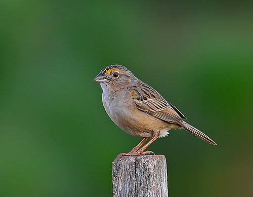 Grassland sparrow